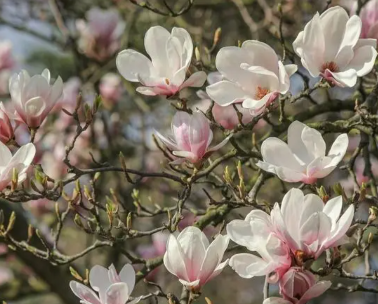 屋后种白玉兰树好吗