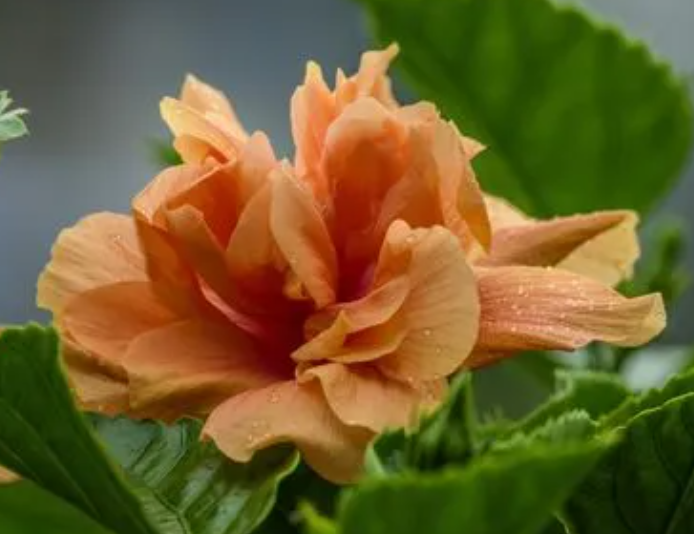 重瓣朱槿花怎么养殖