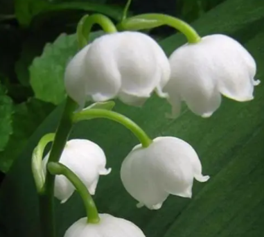 铃兰花用什么土栽培比较好