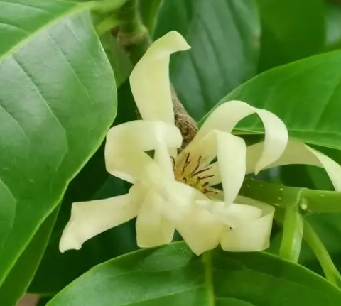 黄果兰树怎么扦插