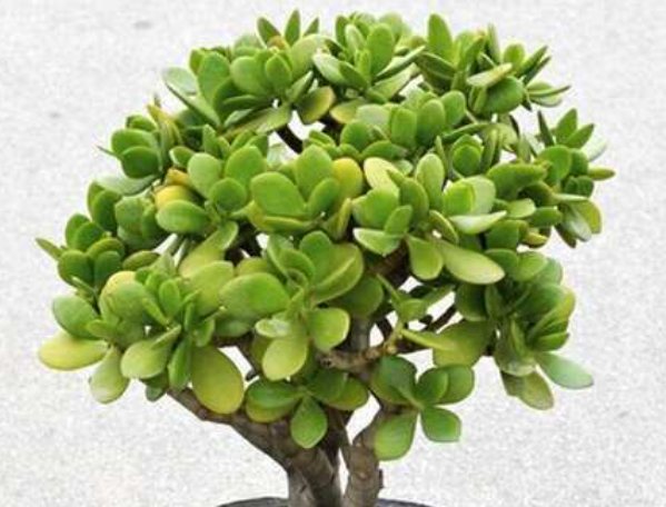 肉树的养殖及注意事项是什么呢