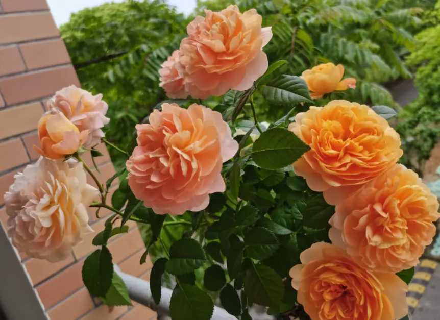 阳台可以养月季花吗