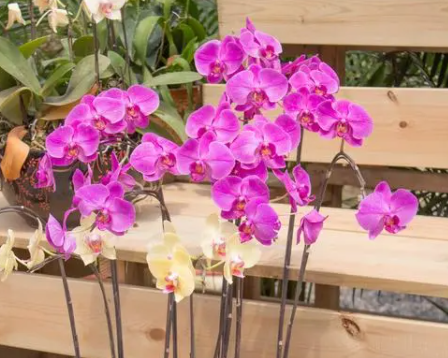 蝴蝶兰几年开花