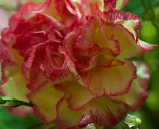 康乃馨花水里放什么好