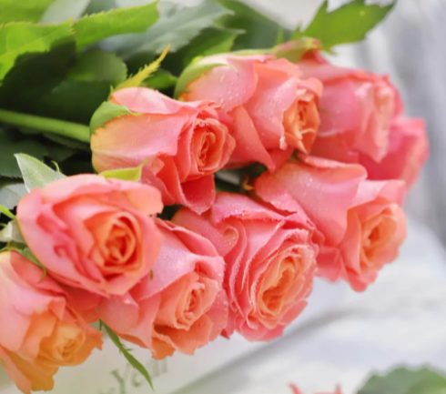 玫瑰花如何养护及修剪呢