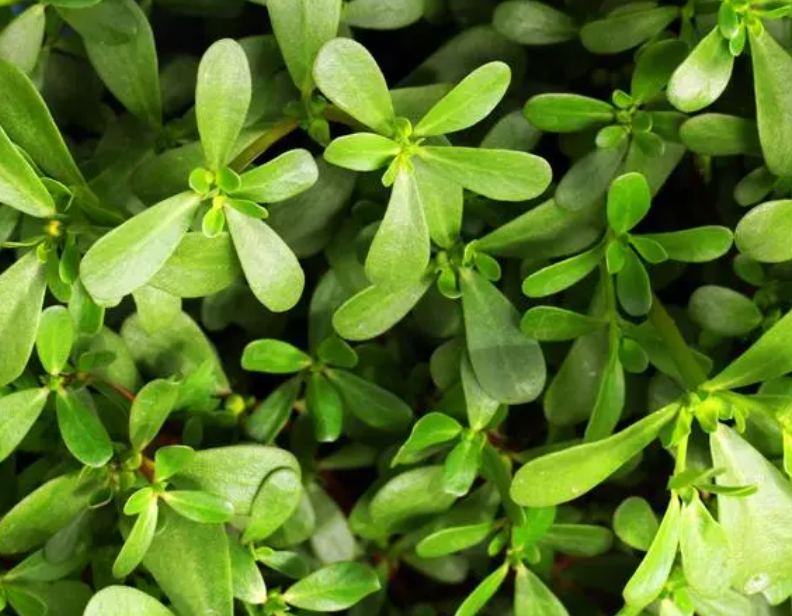 马齿苋家庭花盆种植时间和方法是什么呢