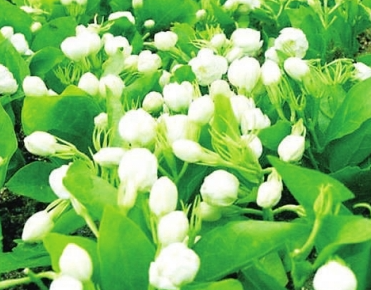 茉莉花如何修剪整形呢