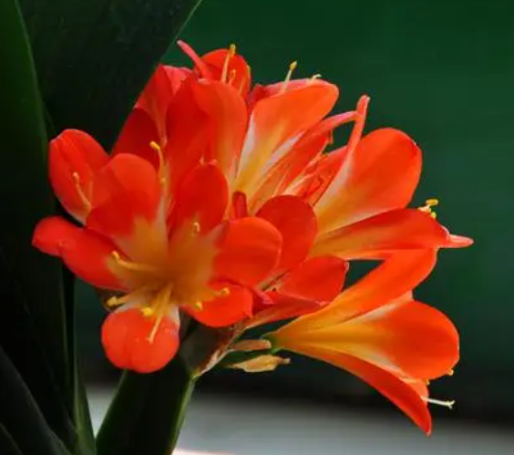 君子兰花的养护与管理如何呢