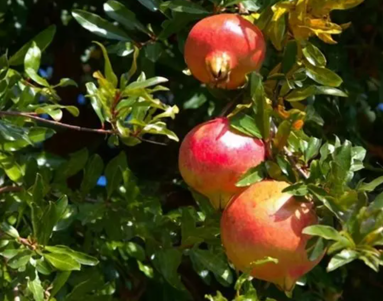 石榴树夏天能暴晒吗