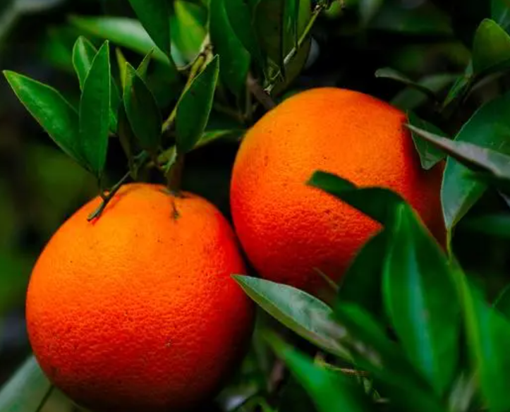 喜阴不喜阳的果树