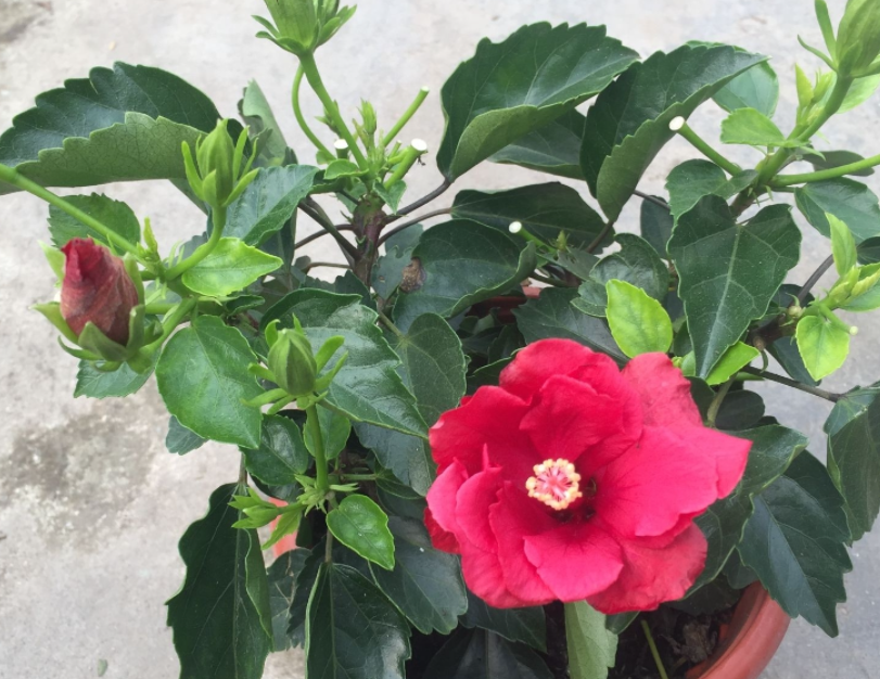 盆栽木槿花的叶子卷起来