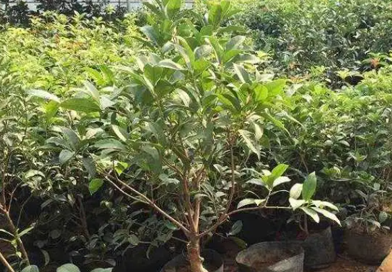 桂花树如何进行施肥