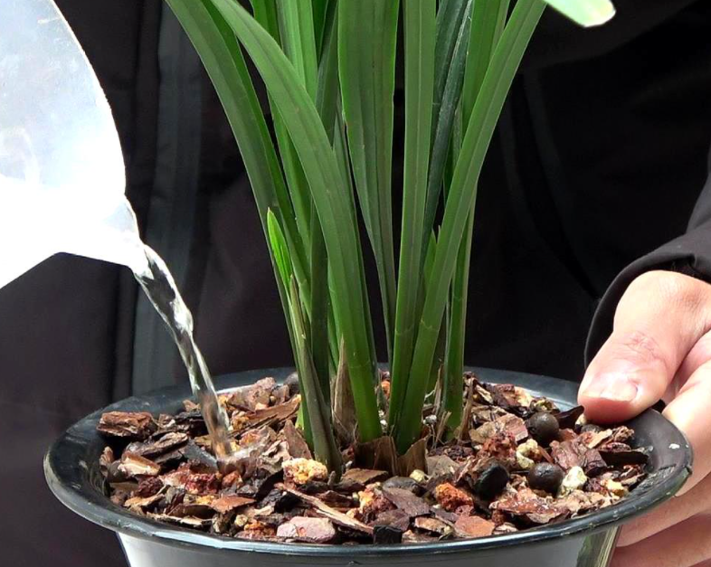 兰花种上后是否需要马上浇水