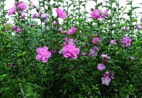 木槿花种子怎么获取