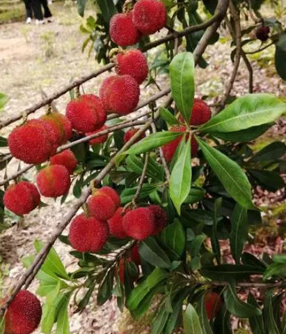 杨梅树每亩种多少棵