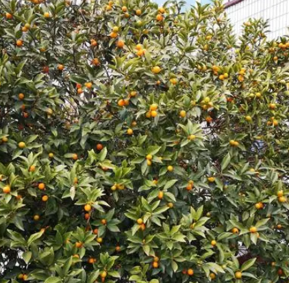 盆栽金桔树什么时候换盆好