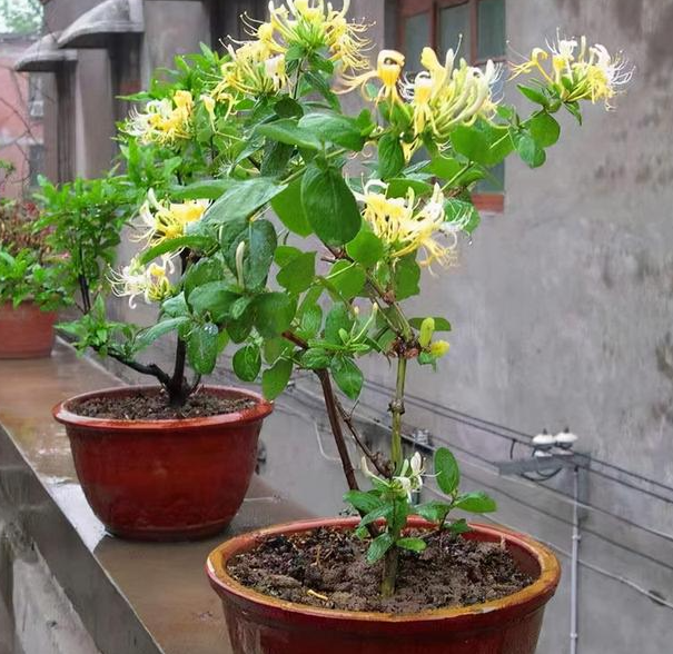 金银花放家里好不好