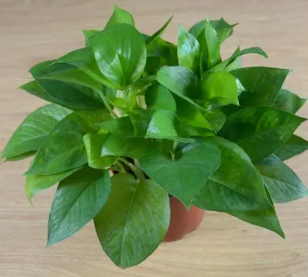 什么花能浇啤酒长得好