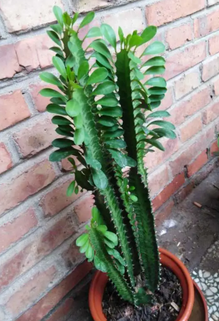 霸王鞭几年开花