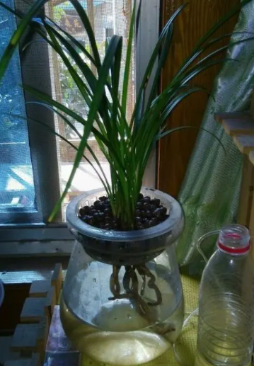 兰花能水培吗?怎样做