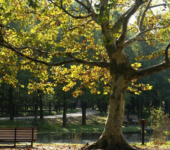 梧桐树栽在院子里好吗