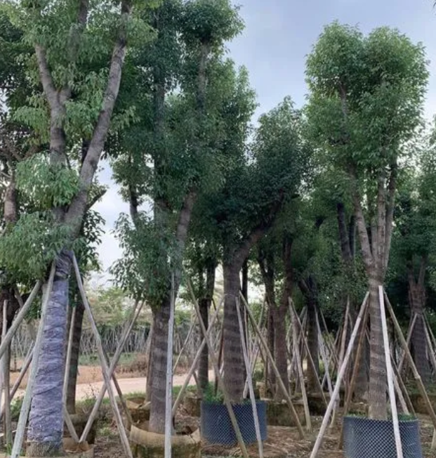 香樟树栽培方法