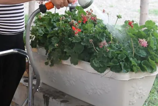 盐水浇花的好处和坏处