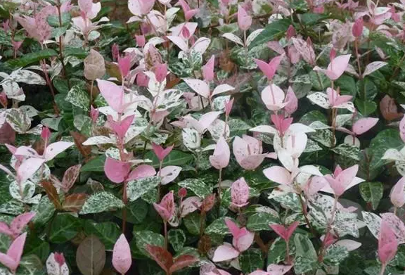 花叶络石叶子一碰就掉