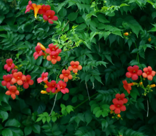 凌霄花只长藤不开花