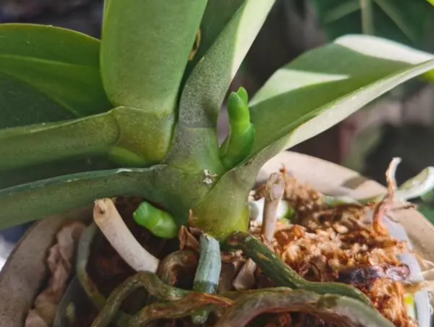 蝴蝶兰花剑尖断了