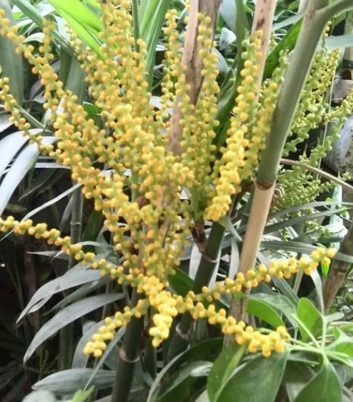 袖珍椰子开花会结果吗