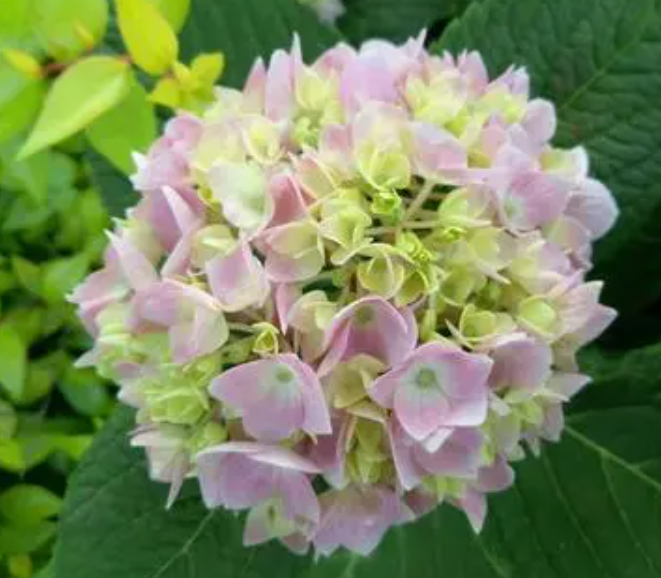 八仙花几月份扦插