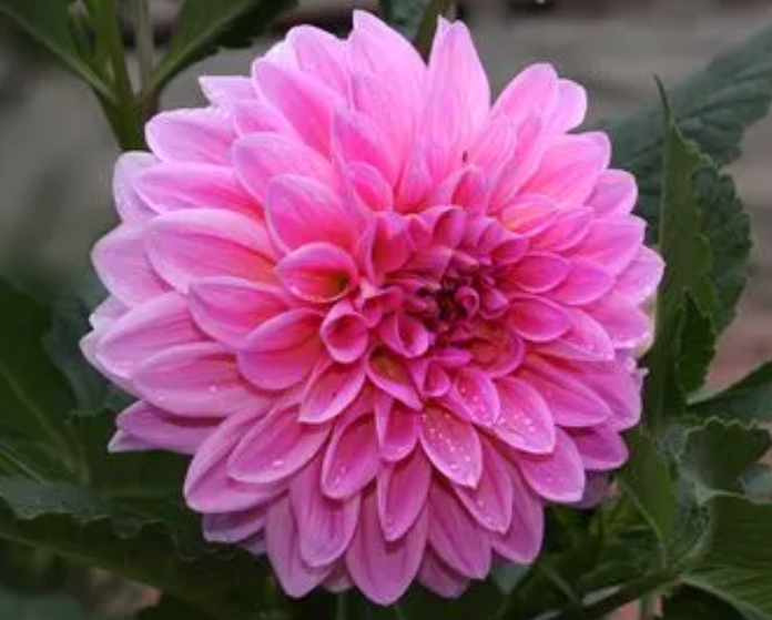 大丽花枯萎以后怎么办