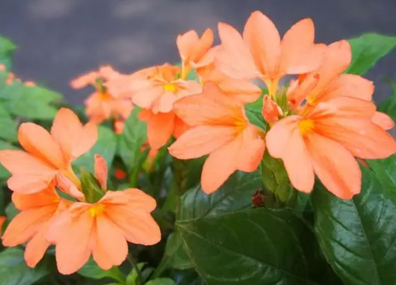 鸟尾花家养有什么风水讲究呢