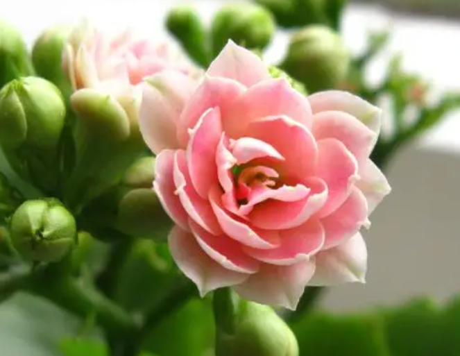 长寿花叶插注意事项是什么呢