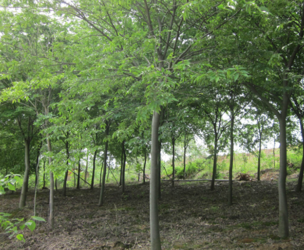 全国最大的榉树基地在哪里呢