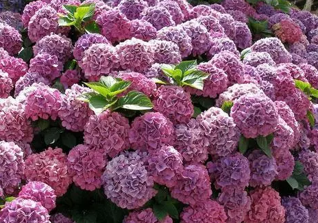 洋绣球花叶子发黄是什么原因