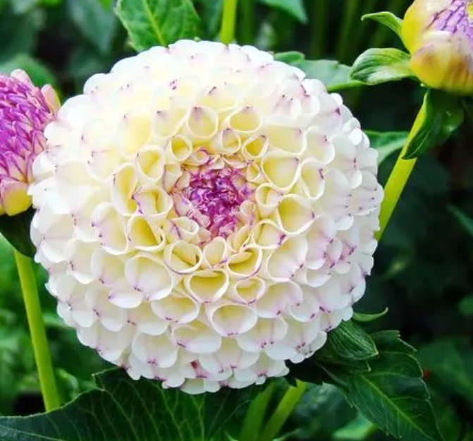 大丽花种球种植时间和方法