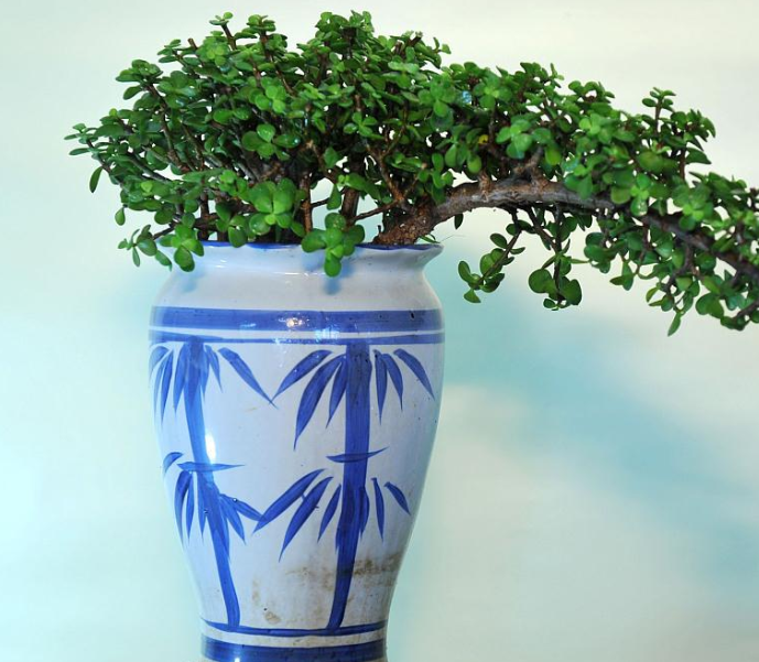 金枝玉叶的开花特点