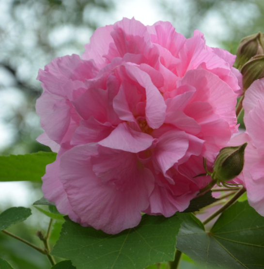 芙蓉花可以晒太阳吗