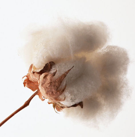 棉花怎样传播种子