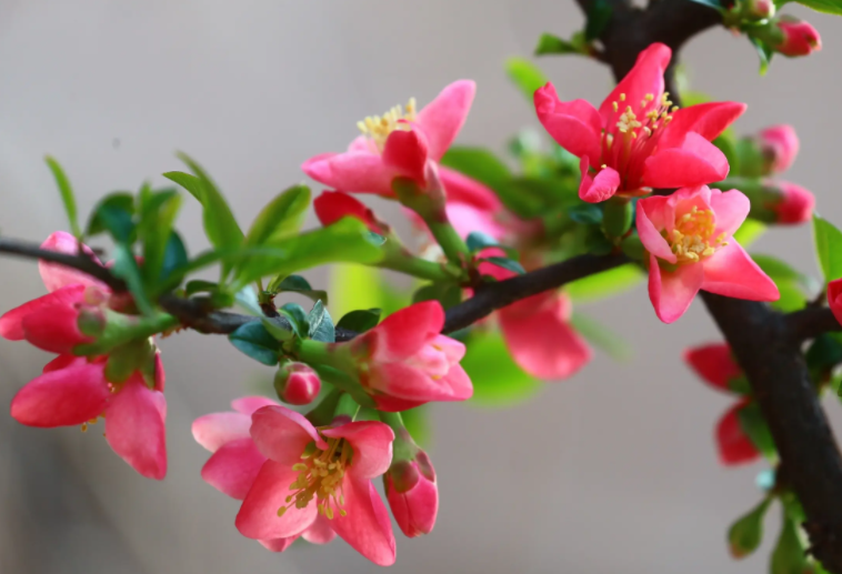 贴梗海棠不开花是什么原因