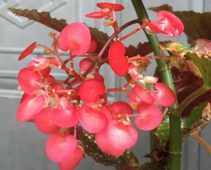 怎么让竹节海棠开花