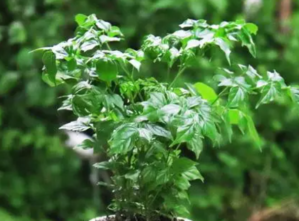 冬天幸福树叶子掉光了怎么办呢