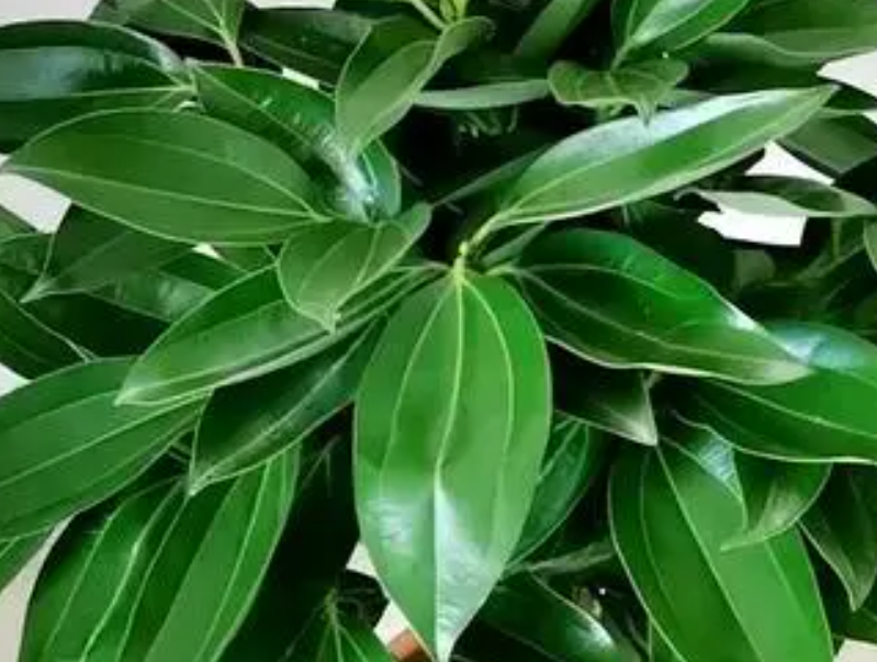 平安树换盆后浇透水吗