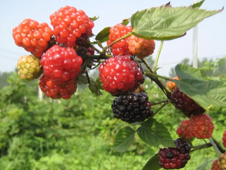 树莓生长环境及栽种季节如何呢