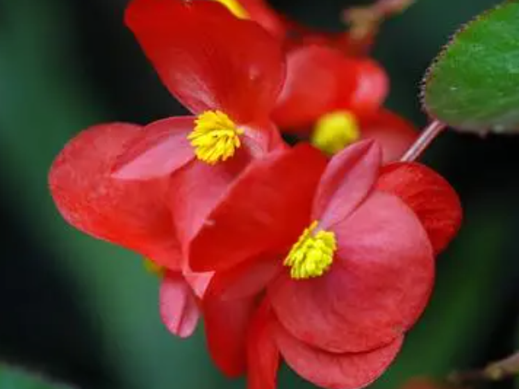 四季海棠花有毒吗