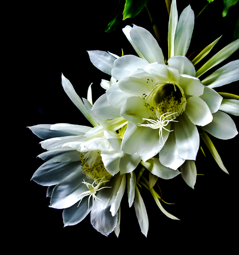 昙花为什么晚上才开花