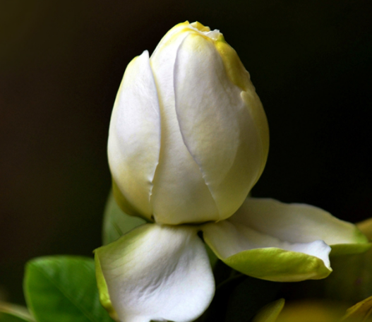 栀子花有了花苞老不开怎么办呢