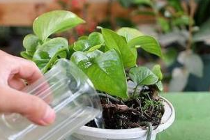 奶粉水浇花好吗